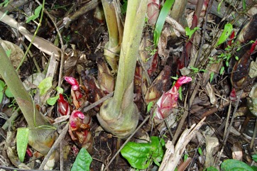 Native cardamon, Golgol, Gorgor