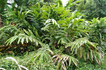 Native cardamon, Golgol, Gorgor