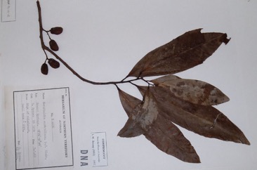 Cape nutmeg