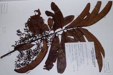 Cape nutmeg