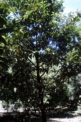Cape nutmeg