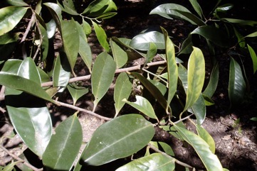 Cape nutmeg
