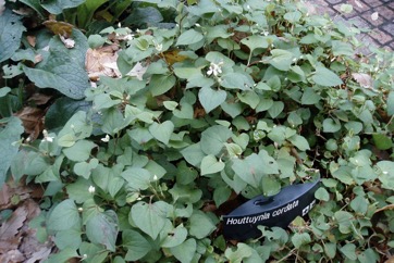 Fishwort, Swamp pepper, Fish smelling herb