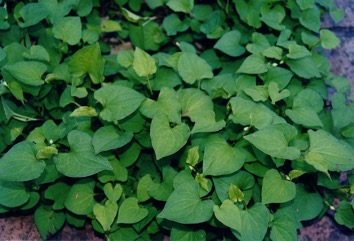 Fishwort, Swamp pepper, Fish smelling herb