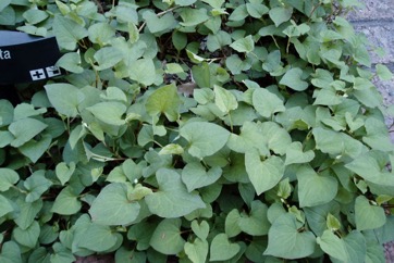 Fishwort, Swamp pepper, Fish smelling herb