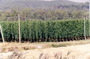 Common hop, Hop