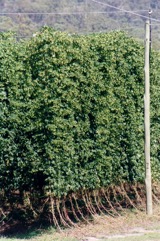 Common hop, Hop