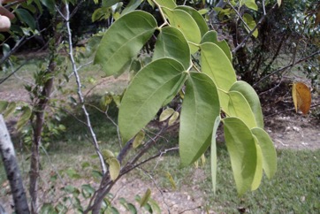 South American locust
