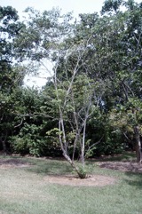 South American locust