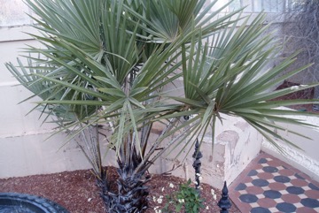 Gingerbread palm, Northern lala palm