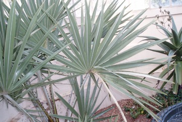 Gingerbread palm, Northern lala palm