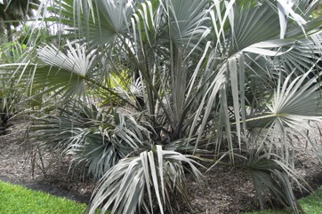 Doum palm, Vegetable ivory palm