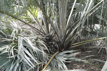 Doum palm, Vegetable ivory palm