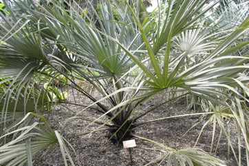 Doum palm, Vegetable ivory palm