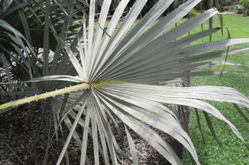 Doum palm, Vegetable ivory palm