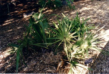 Gingerbread palm, Doum palm