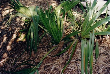 Gingerbread palm, Doum palm