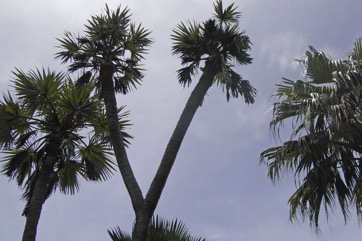 Gingerbread palm, Doum palm