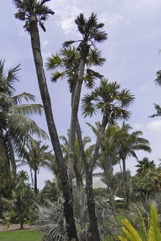Gingerbread palm, Doum palm