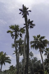 Gingerbread palm, Doum palm