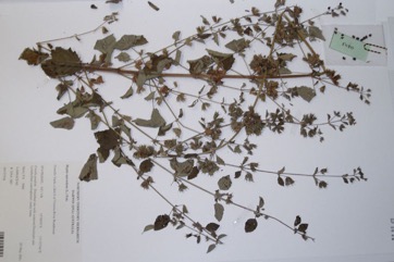 Hyptis, Mint bush