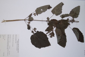 Hyptis, Mint bush