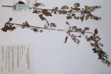 Hyptis, Mint bush