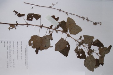 Hyptis, Mint bush