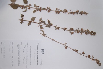 Hyptis, Mint bush