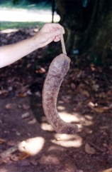 Ice-cream bean