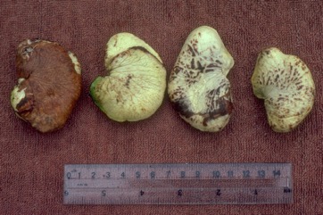 Aila, Polynesian or Tahitian chestnut