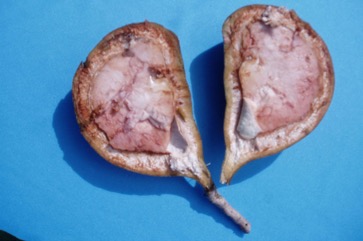 Aila, Polynesian or Tahitian chestnut