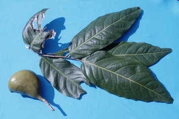 Aila, Polynesian or Tahitian chestnut