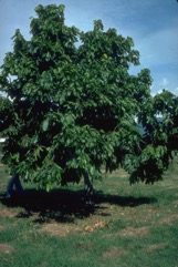 Aila, Polynesian or Tahitian chestnut