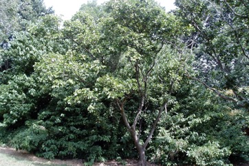 Kwila, Johnstone River Teak, Scrub Mahogany