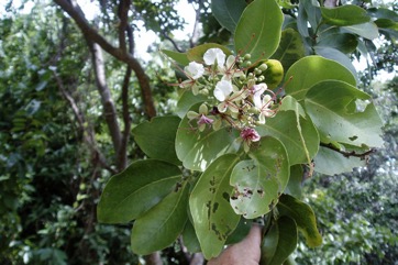 Kwila, Johnstone River Teak, Scrub Mahogany