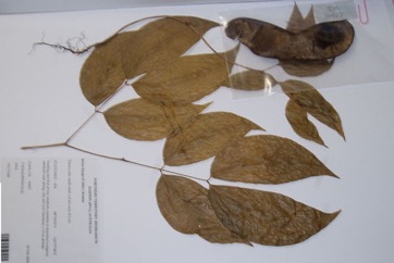 Kwila, Johnstone River Teak, Scrub Mahogany