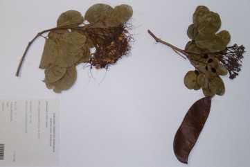 Kwila, Johnstone River Teak, Scrub Mahogany