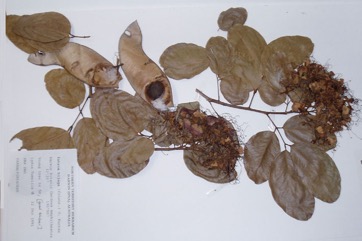 Kwila, Johnstone River Teak, Scrub Mahogany