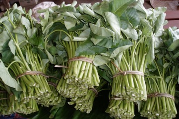Kangkong