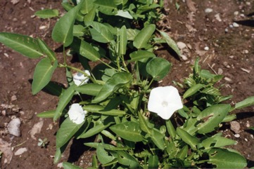 Kangkong
