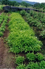 Kangkong