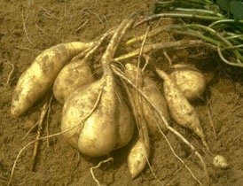 Sweet potato
