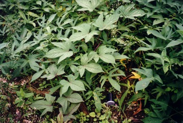 Sweet potato