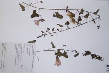Native Morning Glory, Poison Morning Glory