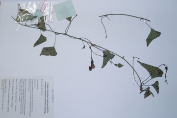 Native Morning Glory, Poison Morning Glory