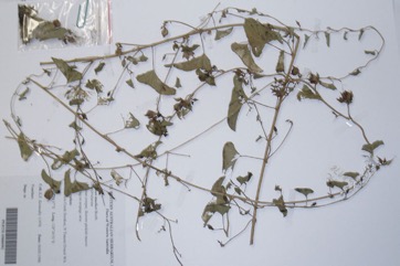 Native Morning Glory, Poison Morning Glory