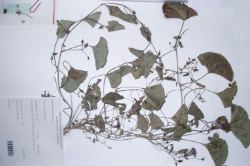 Native Morning Glory, Poison Morning Glory