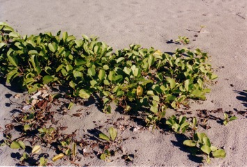 Beach Morning glory