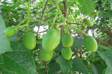 Physic nut, Purging nut